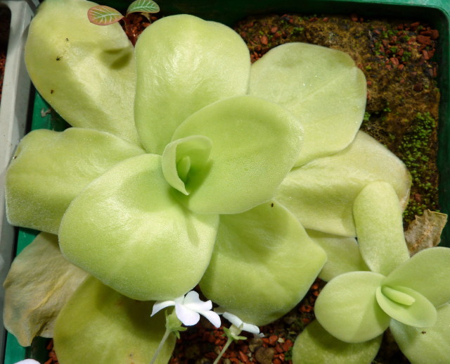 Pinguicula gigantea