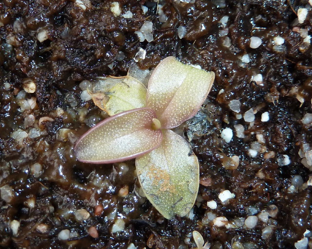 Pinguicula planifolia giant