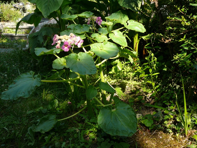 Proboscidea louisianica var fragrans