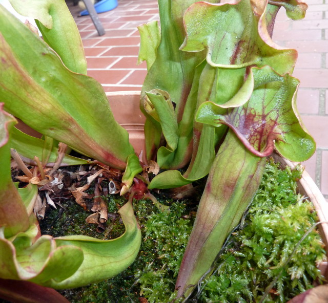 Sarracenia purpureaXflava