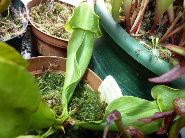 Sarracenia purpurea var heterophylla