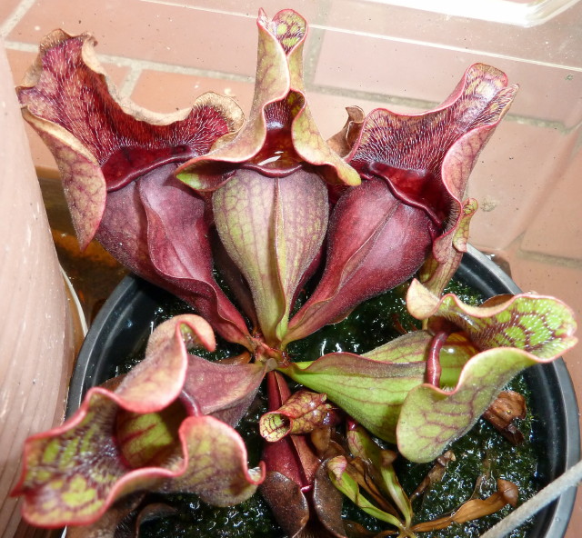 Sarracenia purpurea ssp venosa