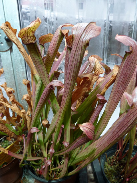 Sarracenia rubra ssp rubra