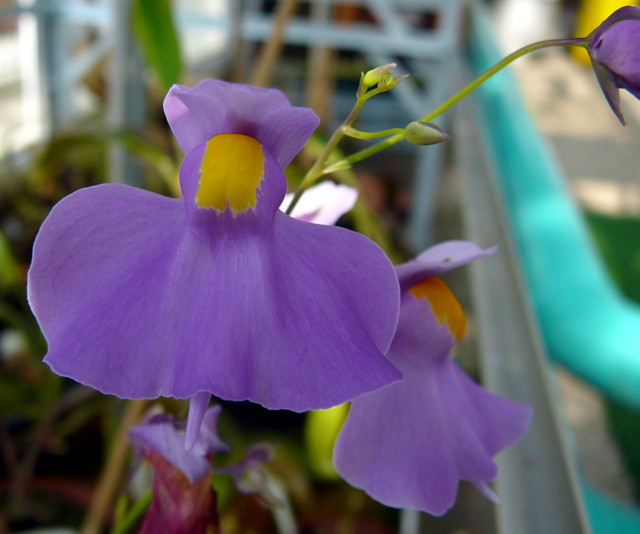 Utricularia longifolia