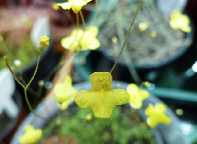 Utricularia subulata