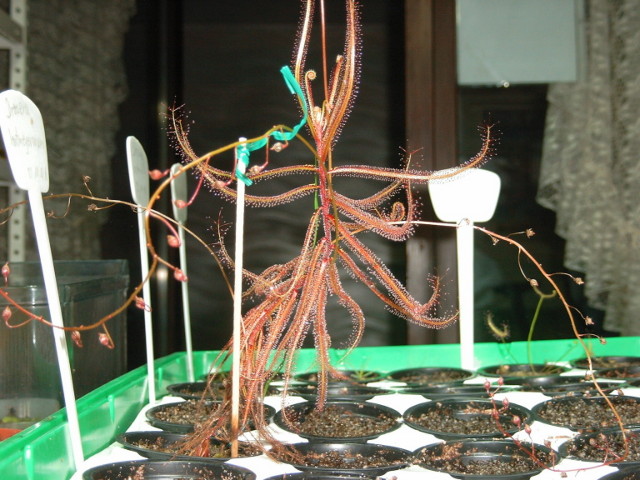 Drosera hartmeyerorum