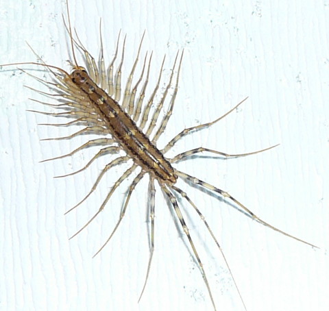 Scutigera coleoptrata