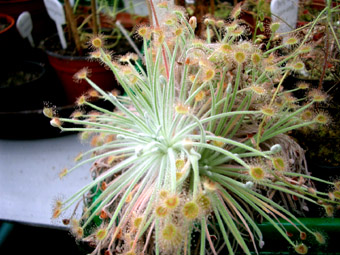 D. lanata