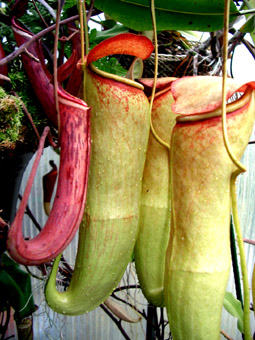 Nepenthes khasiana