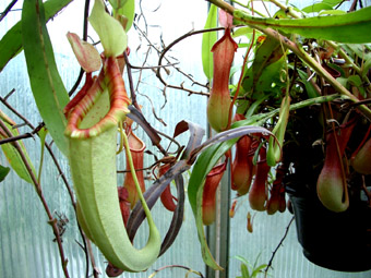 Nepenthes x mixta