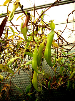 Nepenthes reinwardtiana