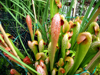 Sarracenia minor "Okefenokee"