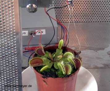 Dionaea muscipula Aktionspotenzial Messung