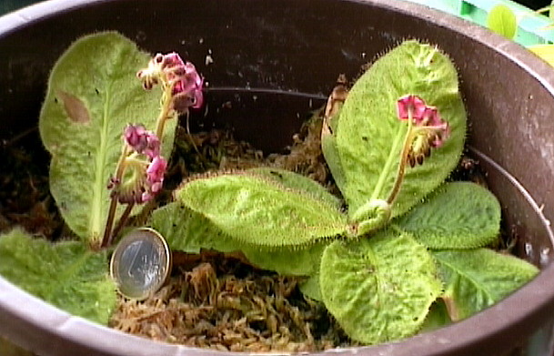 Drosera schizandra