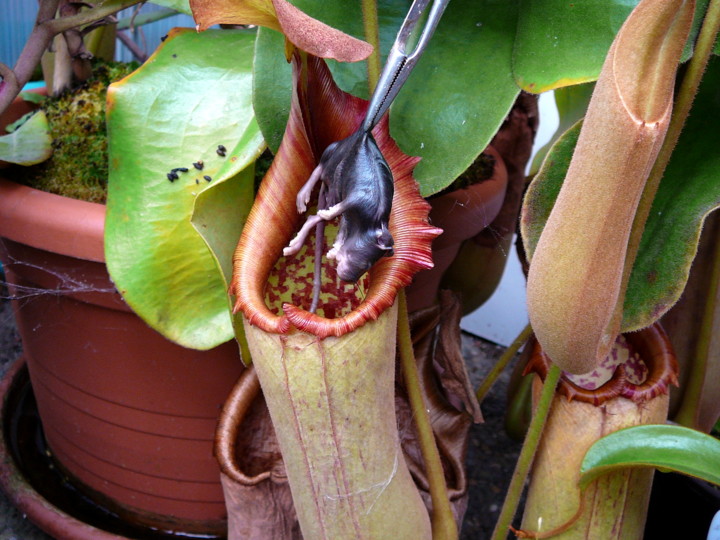 Nepenthes truncata mit Maus