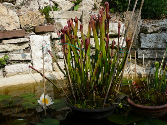 Gartenteich mit Karnivoren