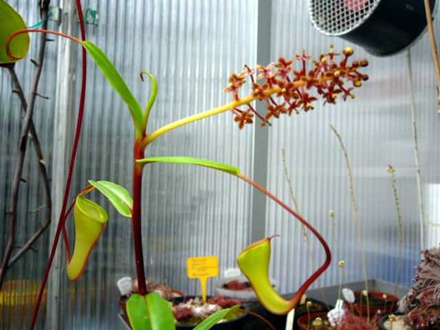 Nepenthes dubia