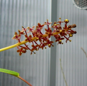 Nepenthes dubia