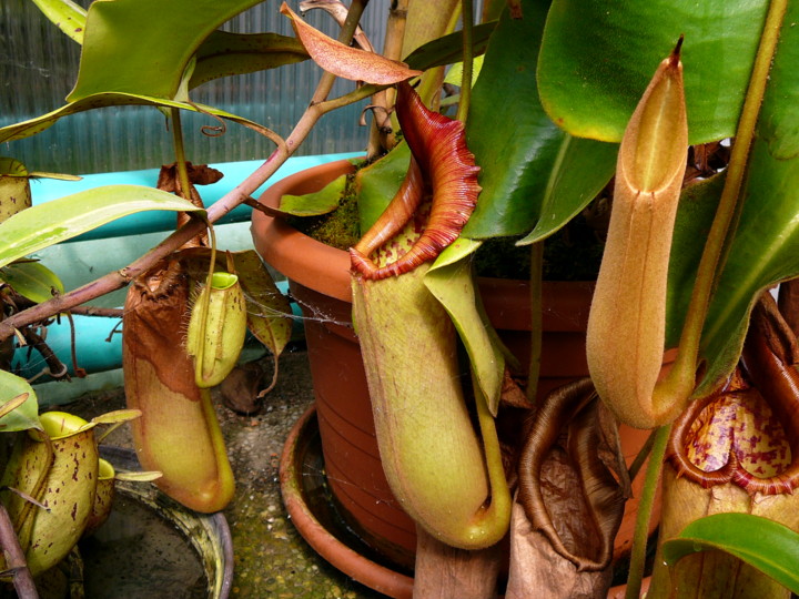 Nepenthes truncata