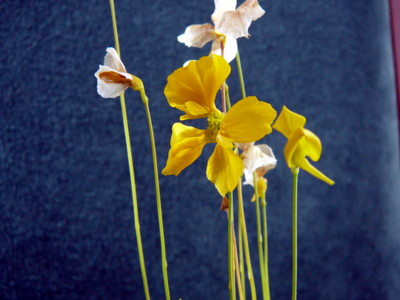 Utricularia cornuta