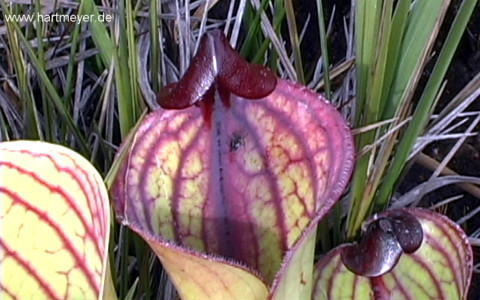 Heliamphora mcdonaldae