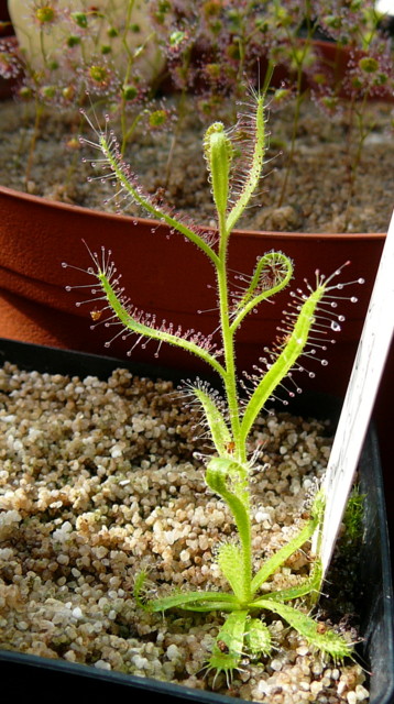 Drosera cistiflora