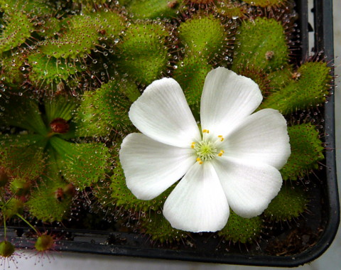 Drosera whittakeri "Maldon"