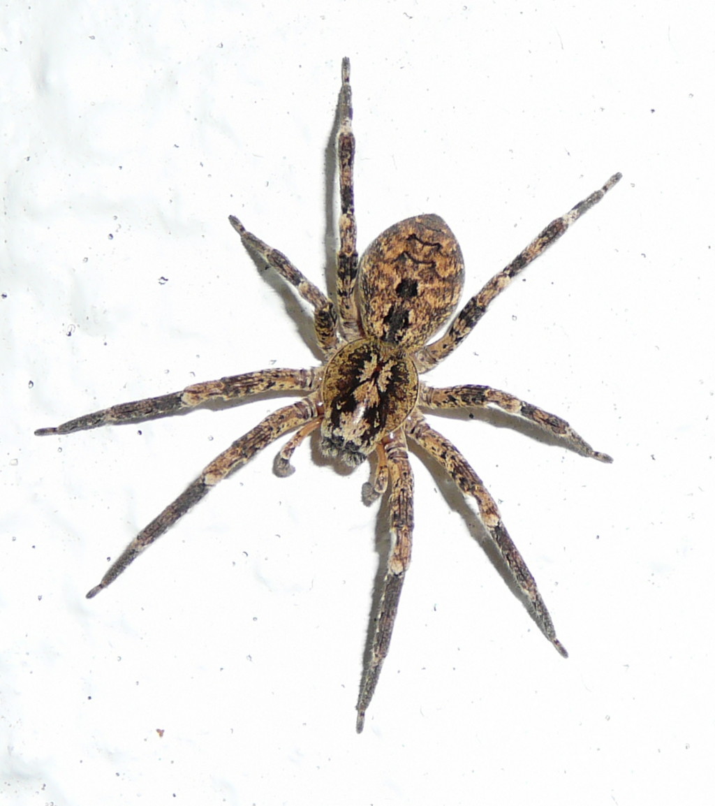 Zoropsis spinimana