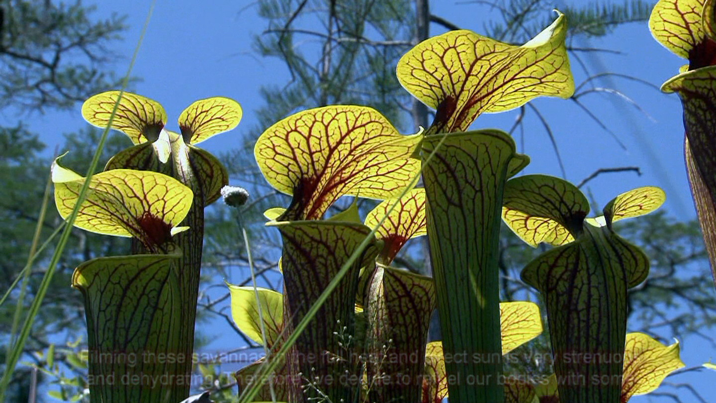 Sarracenia flava "rubricorpora" X flava "maxima"