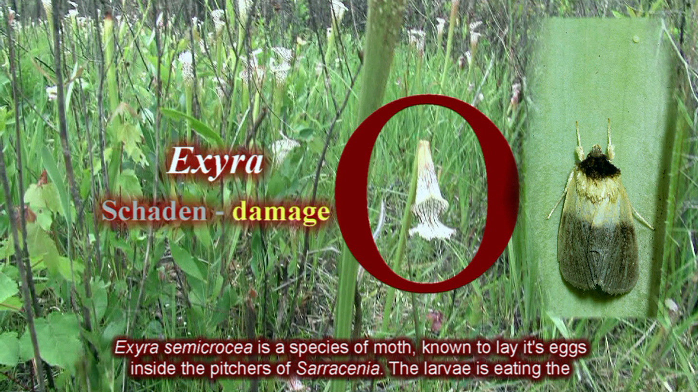 Eyra semicrocea