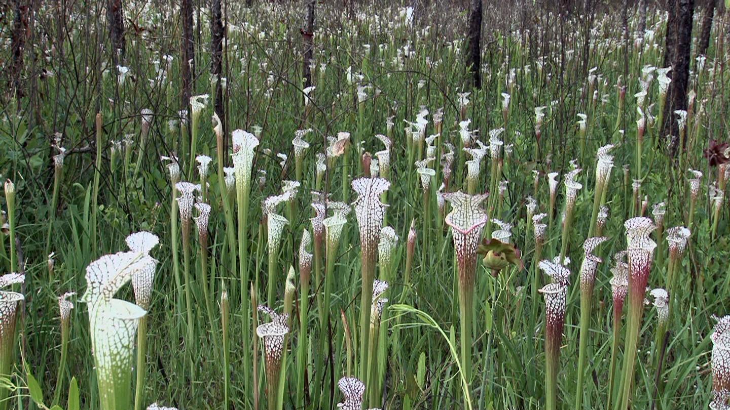 Sarracenia leucophylla Splinter Hill Bog