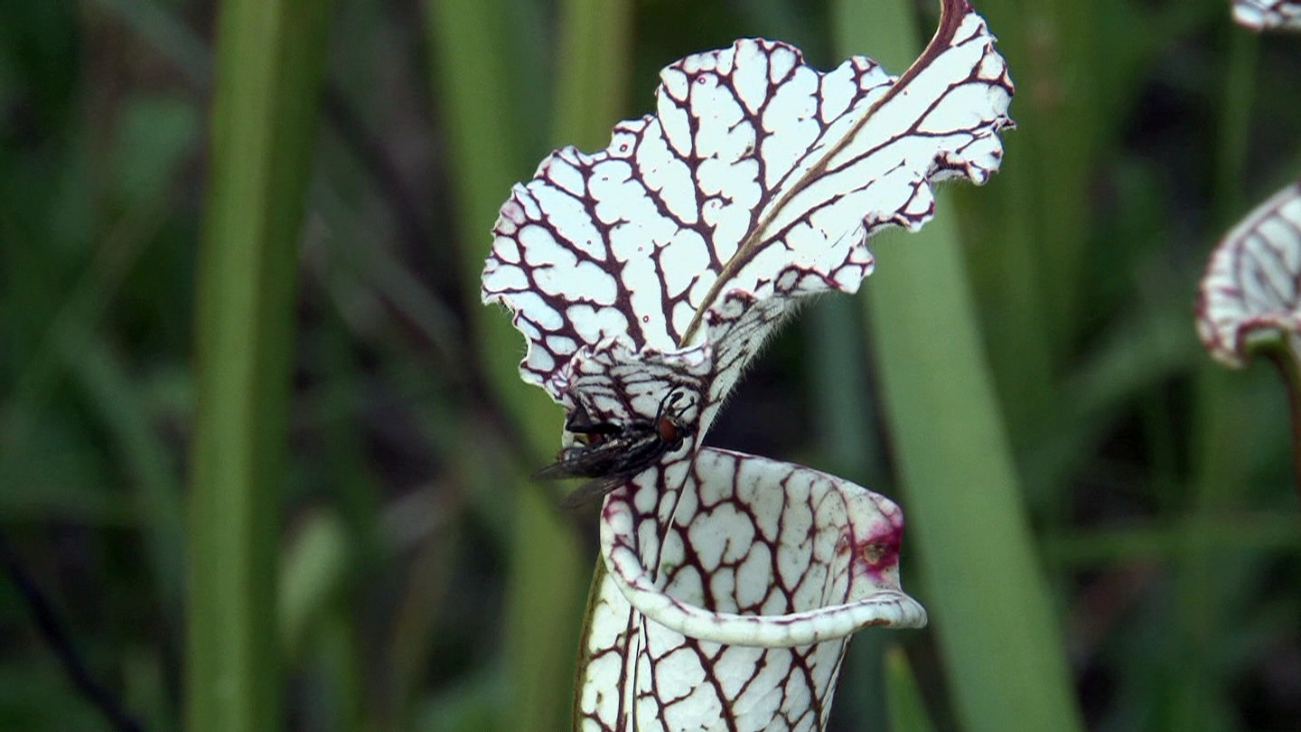 Sarracenia leucophylla