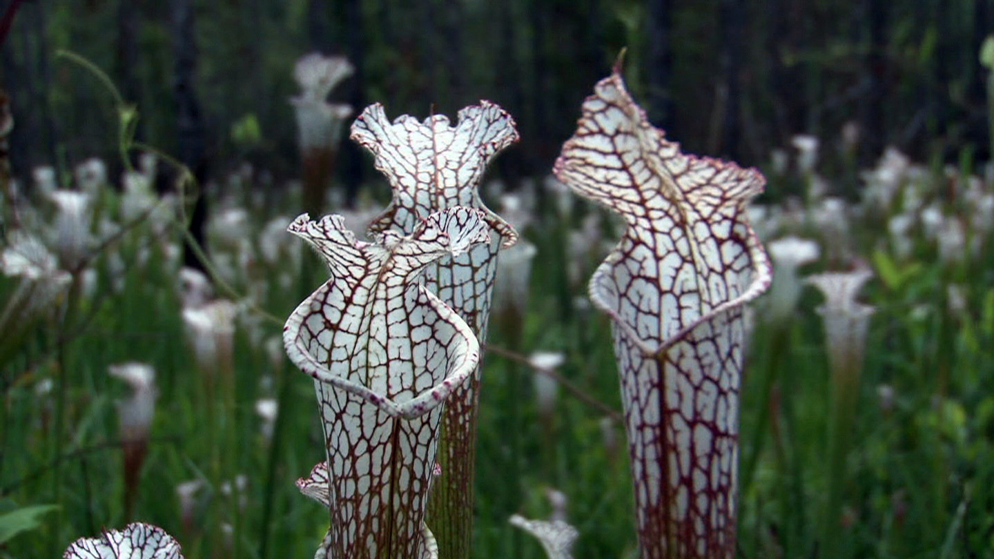 Sarracenia leucophylla