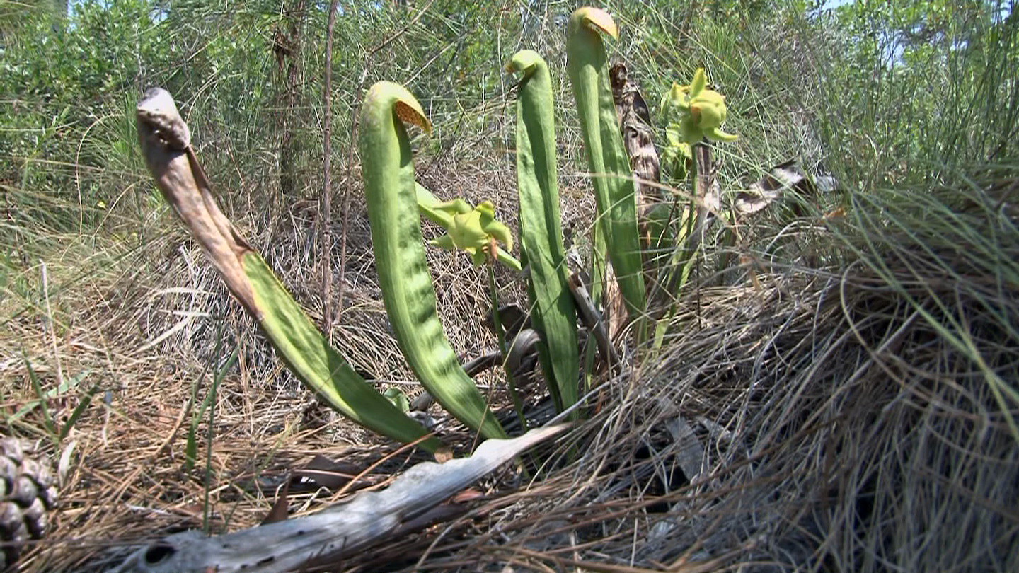 Sarracenia minor