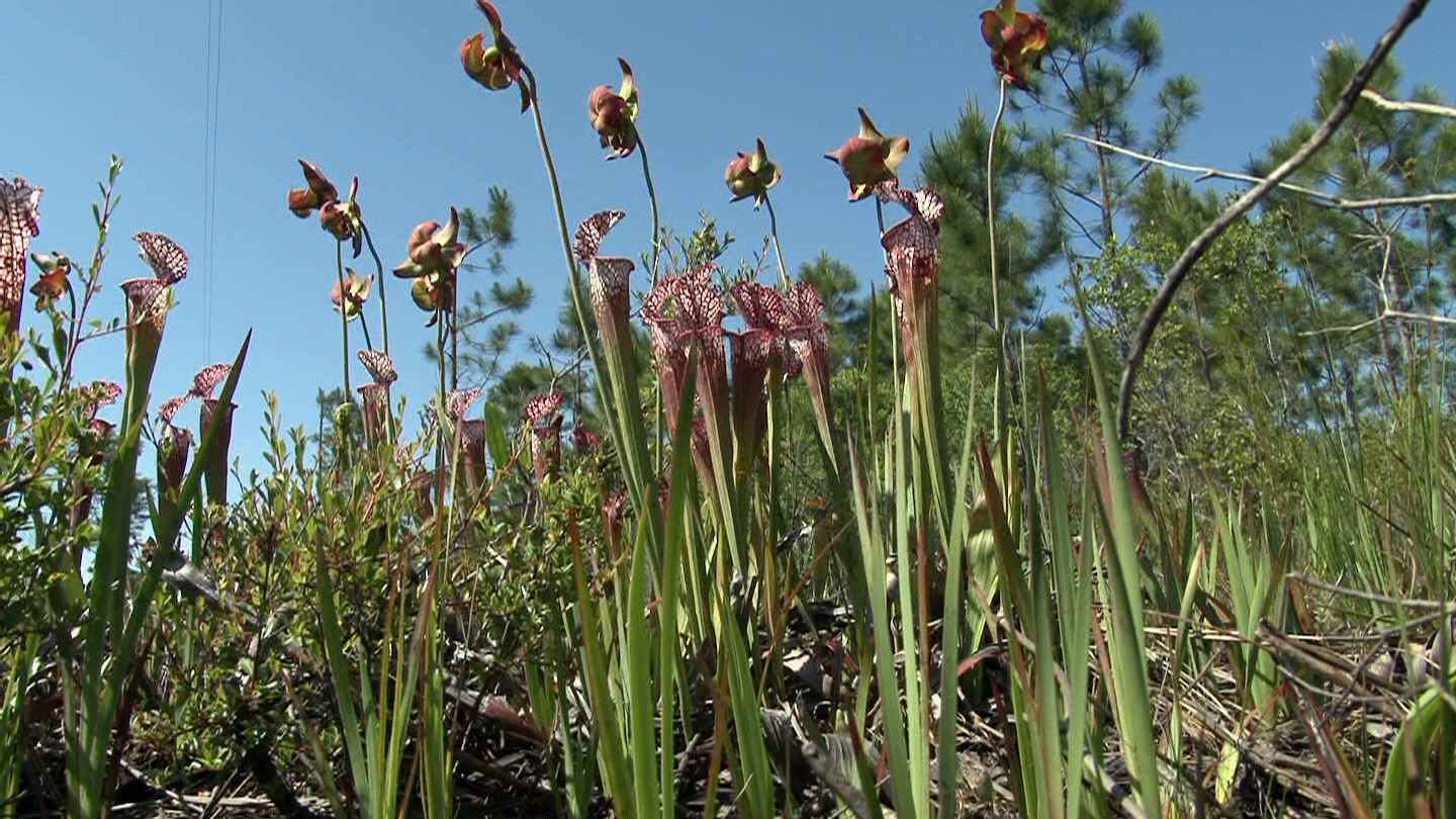 Sarracenia leucophylla "pink tube"