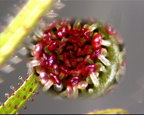 Drosophyllum lusitanicum