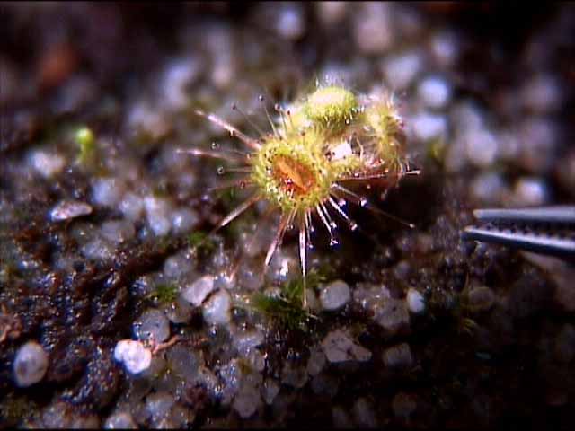 Drosera glanduligera