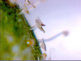 Drosera indica Südafrika Emergencen