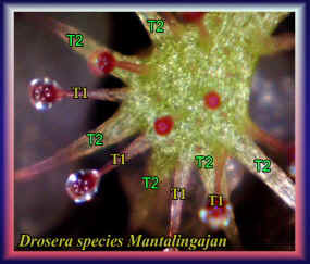 Drosera spec Mantalingajan