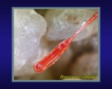 Drosera sessilifolia