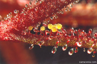 Drosera hartmeyerorum 1