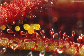 Drosera hartmeyerorum Foto Barry Rice