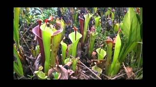 Heliamphora Playlist