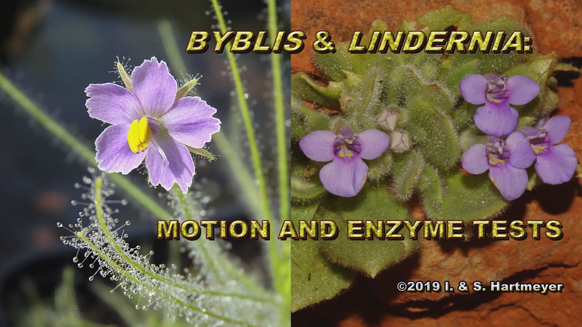 Byblis&Lindernia: Motion&Enzyme Tests