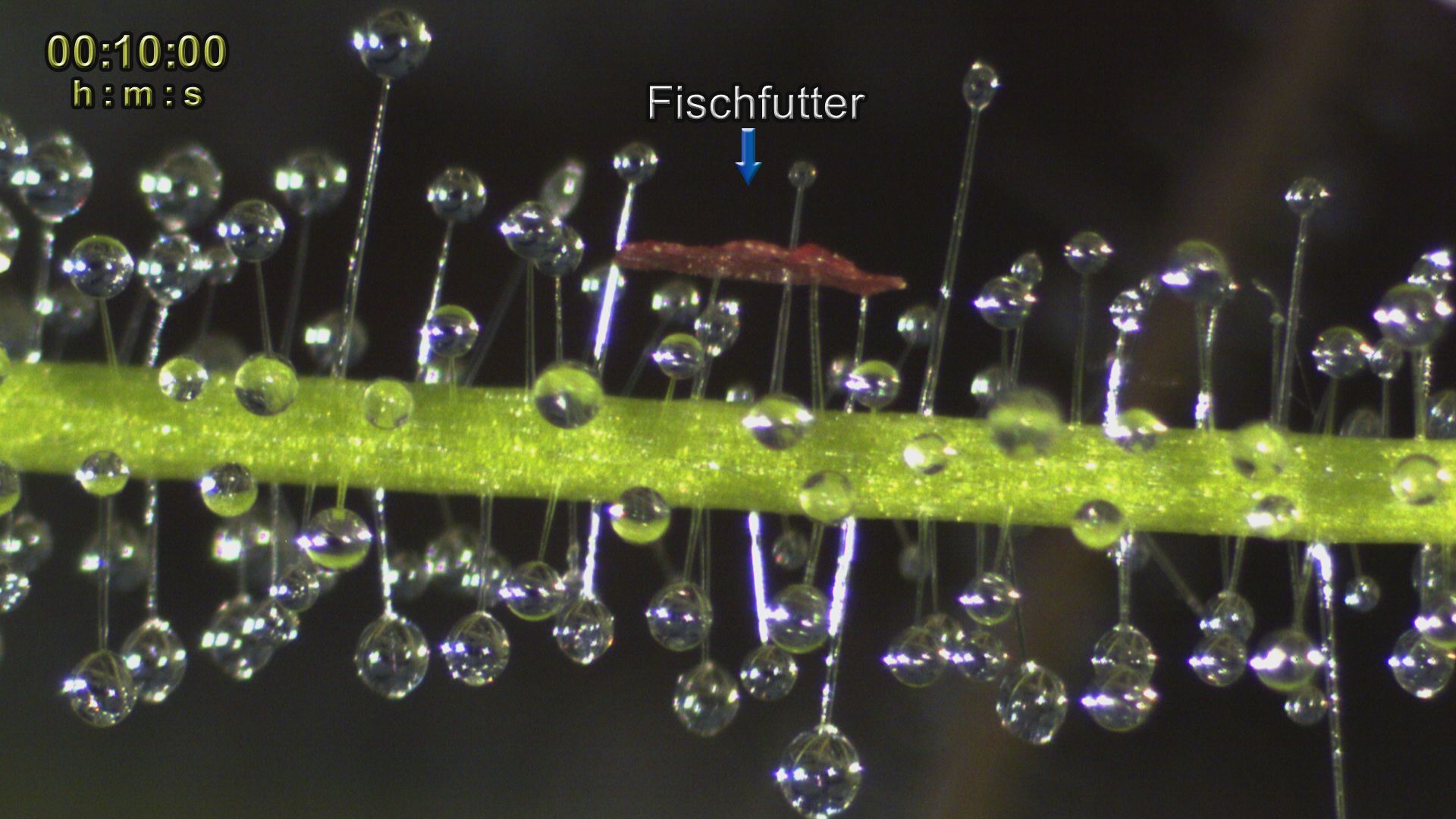 Byblis aktiver Beutefang_Short