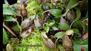 Carnivorous Beauties in HD