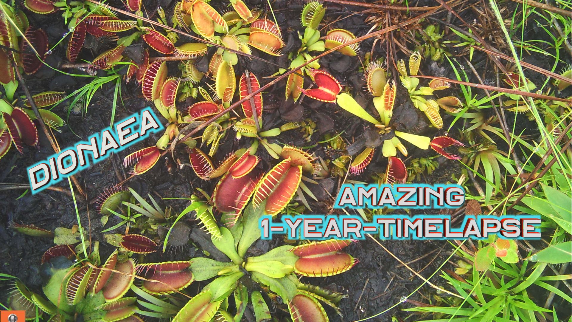 Dionaea Timelapse_Thumb2