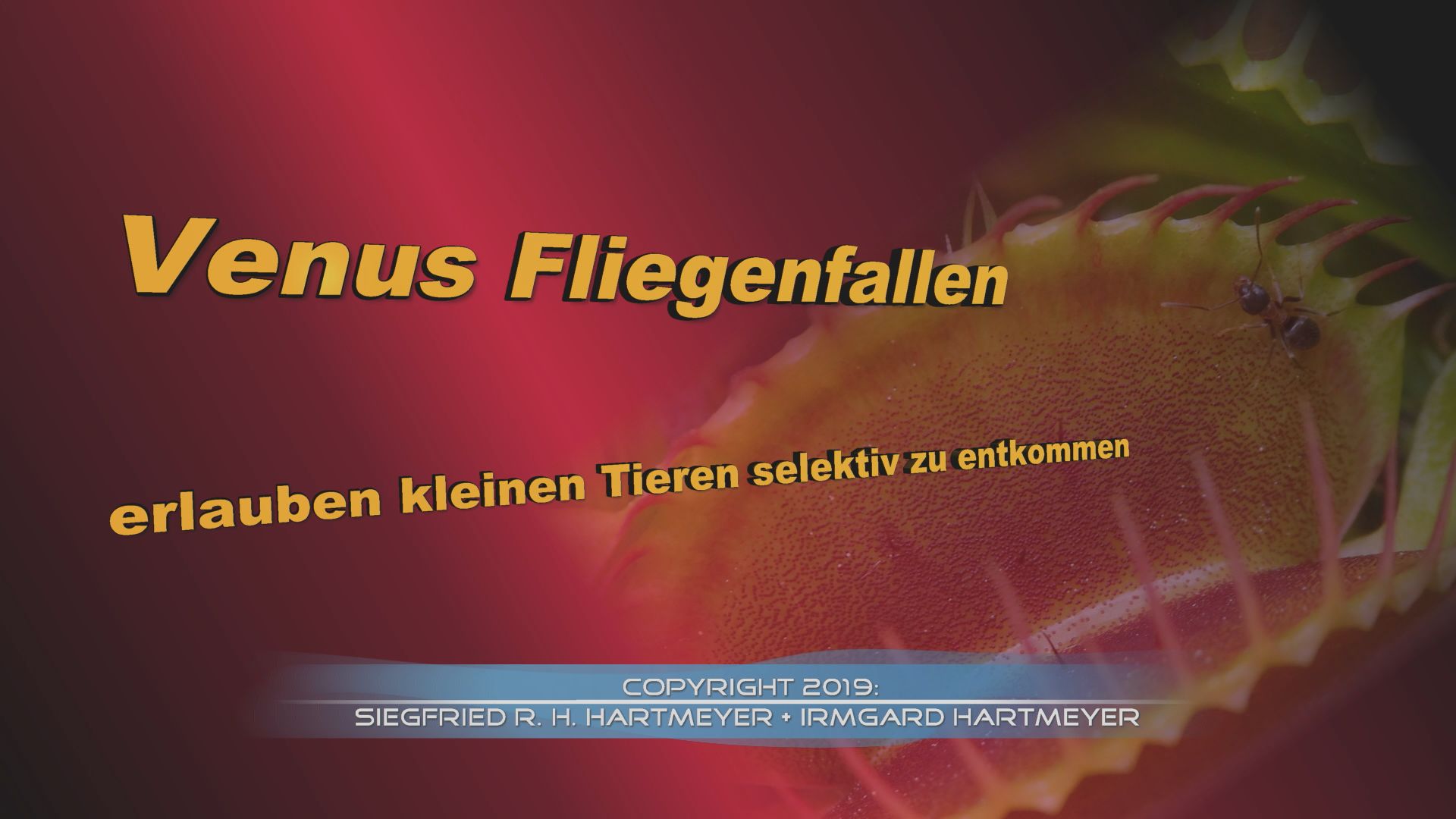 Venus Fliegenfallen und Ameisen Thumb DE