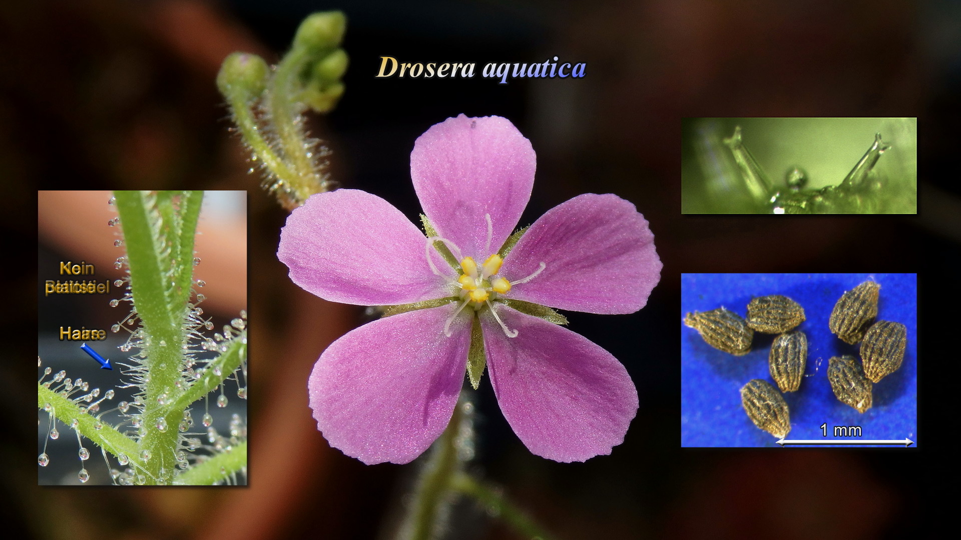 Drosera aquatica Thumb