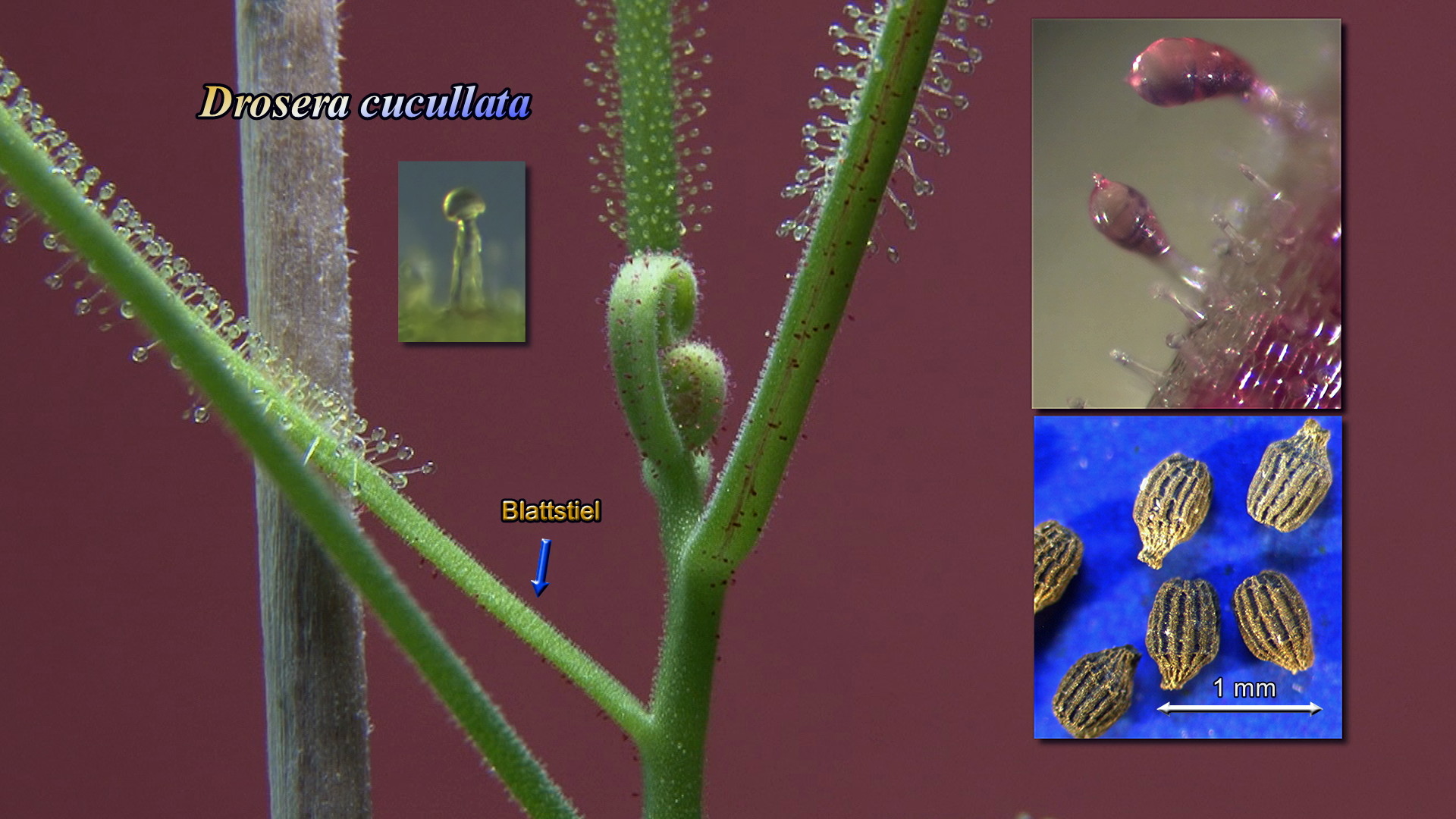 Drosera cucullata Thumb